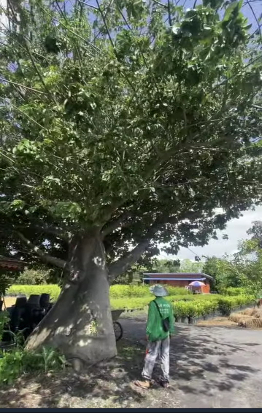 ต้นเบาบับดิจิทาทา พันธุ์ต้นอ้วน Adansonia digitata baobab / eertnom