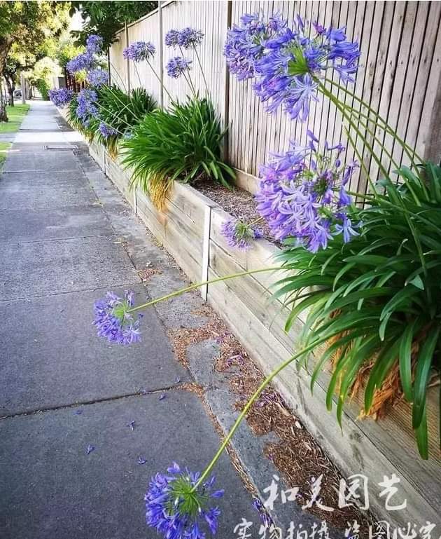 (1ต้น) ต้น อะกาแพนทัส ต้นอะกาแพนทัส Agapanthus Blue African lily Lily of nile / ศรัญลักษณ์