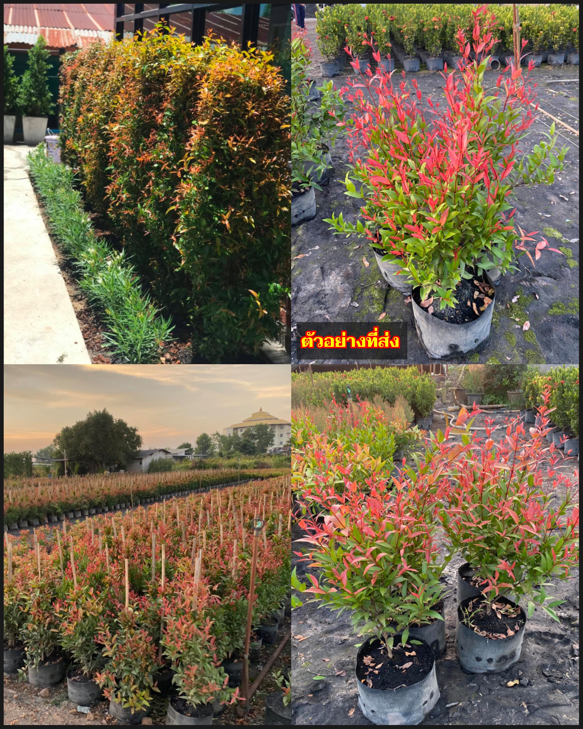 (10ต้น) ต้นคริสติน่า ต้น คริสติน่า Christina Tree ทำรั้วต้นไม้ ไม้แนวรั้ว ปลูกทำรั้ว ทำรั้ว รั้วต้นไม้ สูง 40-50cm เพาะเมล็ด / l Phuyung