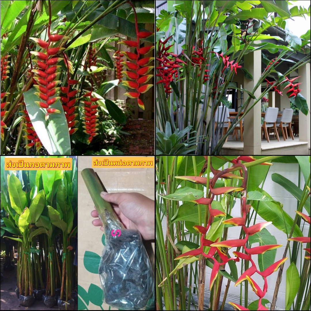 (1กอ) ต้น หน่อ เฮลิโคเนีย heliconia รอลินเนียน่า Rauliniana กล้วยก้ามกุ้งช่อตั้ง รอรินน่า รอลีน่า รอรีน่า รอลิน่า รอริน่า บันไดสวรรค์ สร้อยกัทรี สร้อยกัทลี Tinutda
