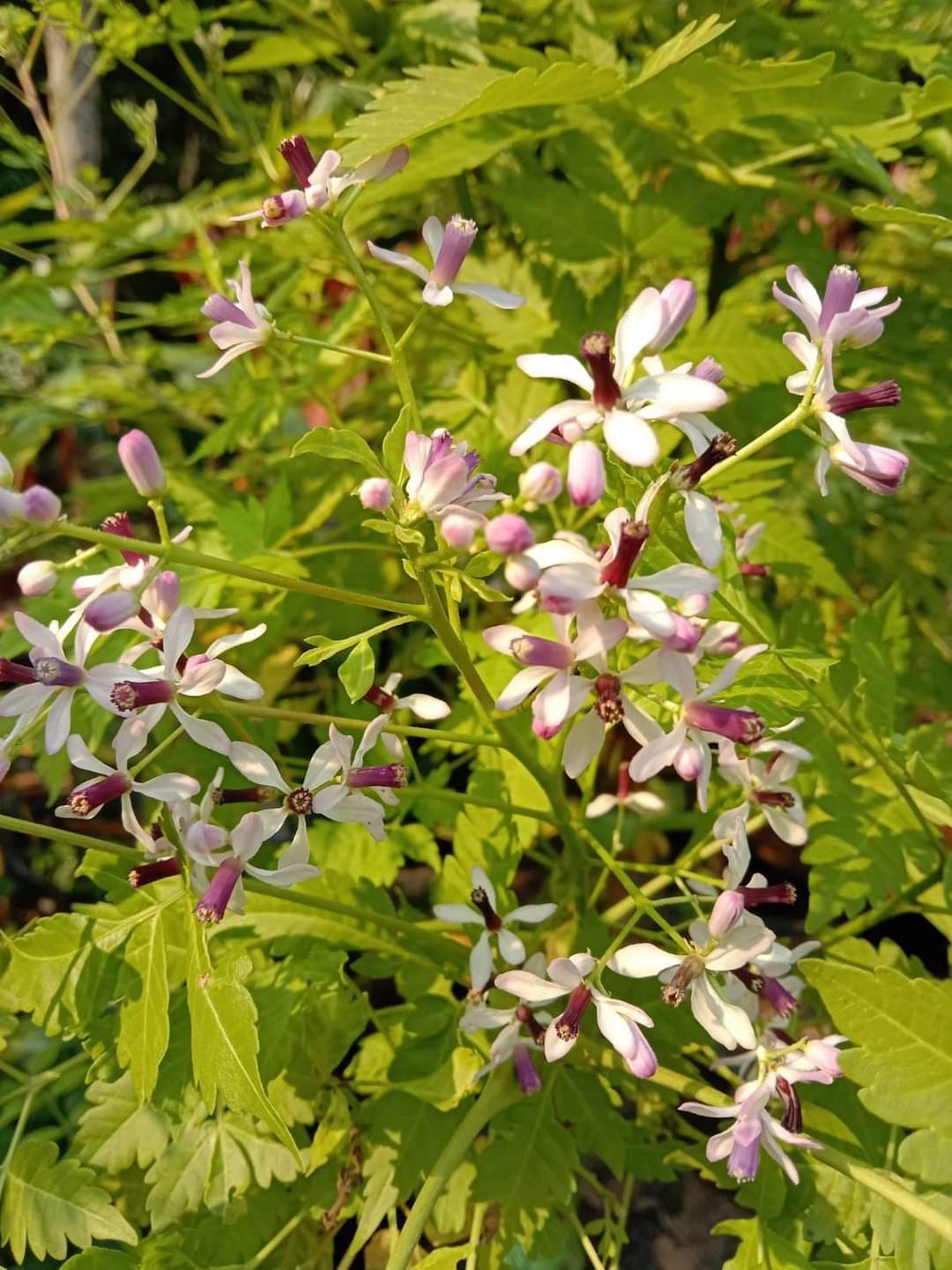 (1ต้น) ต้น เกษมณีสีทอง เมเปิ้ลเขียว เมเปิ้ลไทย Melia azedarach เลี่ยนทอง นารี เกรียน เฮี่ยน เลี่ยนดอกม่วง ลำเลี่ยน ลั้วะ โขวหนาย ขู่เลี่ยน ขู่เลี่ยนซู่ Bastard cedar, Bead tree Chaina tree Chinaball tree Persian lilac White cedar Melia azedarach L / Pongk