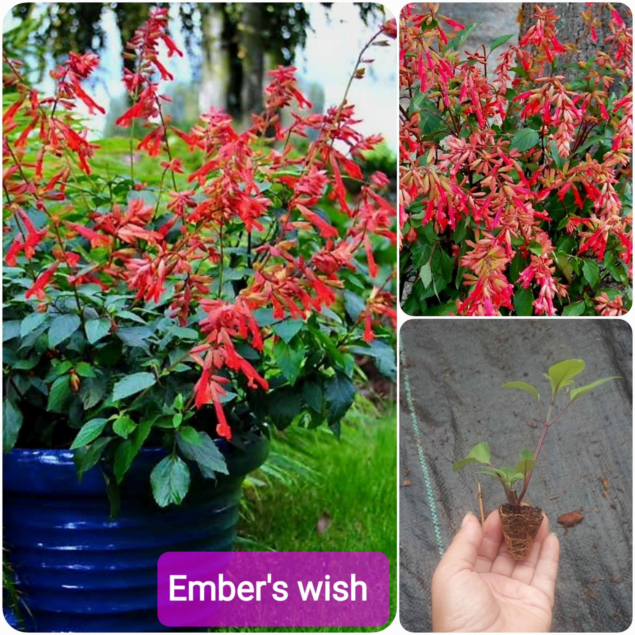 ต้นซัลเวีย ต้นซัลเวียร์ ซัลเวีย ซัลเวียร์ Amistad Salvia Anthony Parker Bog sage Ember's wishes Wendy'swishes Kiss&wishes สี ม่วง น้ำเงิน ฟ้าใส แดงส้ม แดงเข้ม ชมพู / esidarap