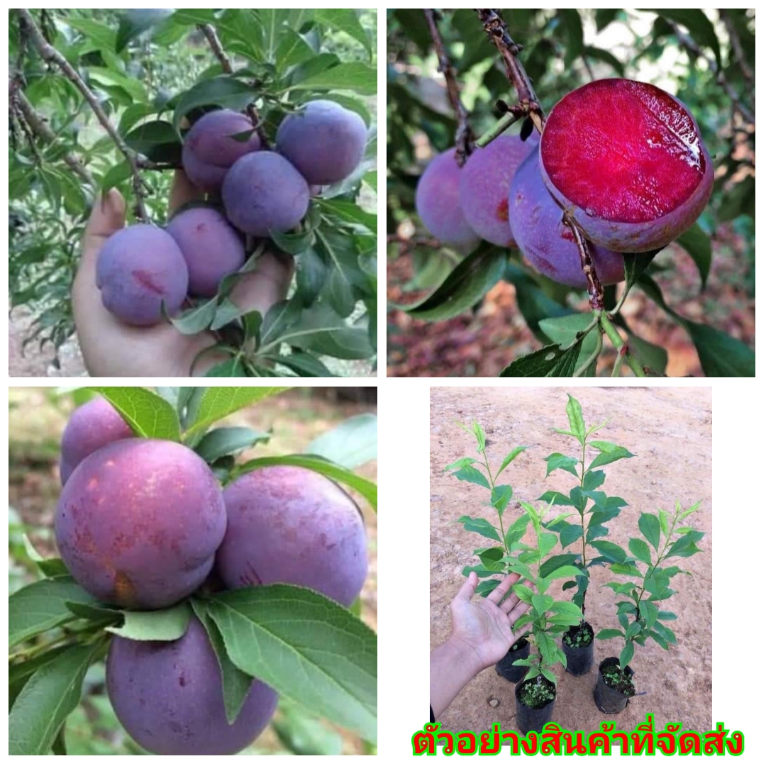 (ขาย ต้น พันธุ์ ) ต้น กล้า ลูกพลัมดำ Black Amber Plum ลูกพรัมดำ ลูกพลัม ดำ ไร่อิงดาว