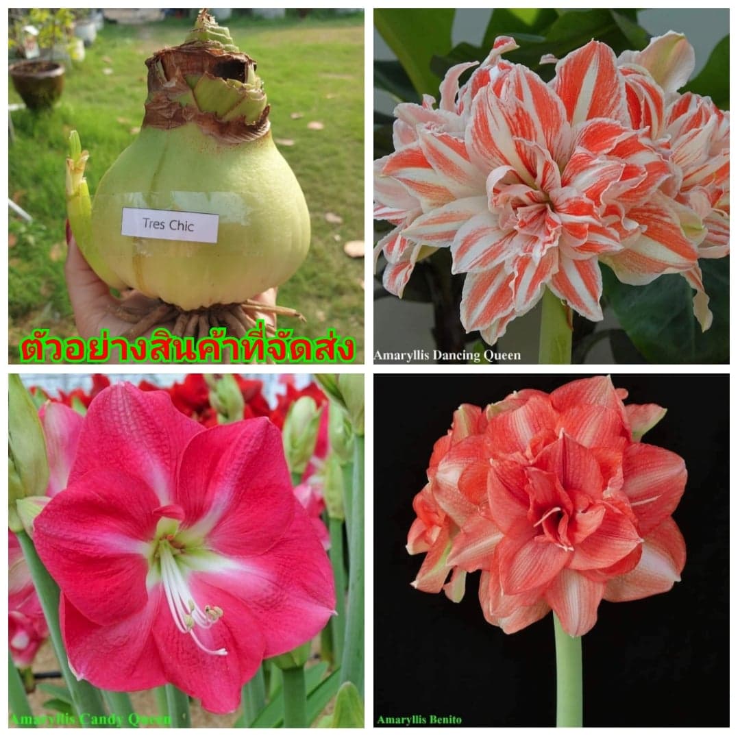 (ขาย หัวพันธุ์) มี23สีดอกให้เลือก ว่านสี่ทิศ ว่าน4ทิศ ประเทศ ฮอลแลนด์ Holland Netherlands แม่ตาล 26464