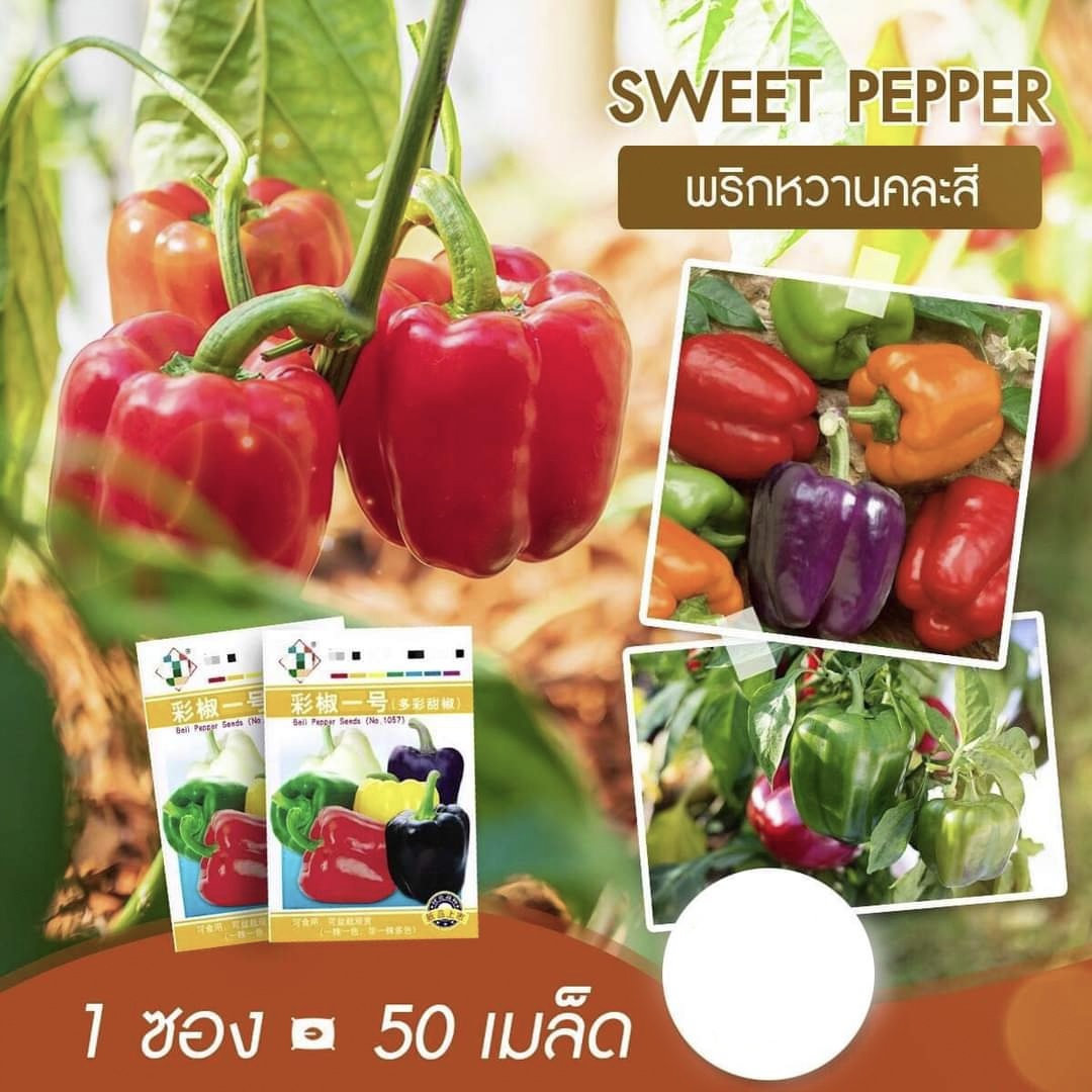 รวม (ขาย เมล็ด ) เมล็ด เคลใบหยิก เคล พริกหวาน ผักคะน้า ผักคะน้าฮ่องกง แรดิช เชอรี่ เบลล์ แลดิช ผักกวางตุ้ง ดอกไม้ไฟ ญี่ปุ่น
