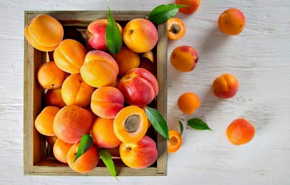 (1ต้น) ต้น แอปริคอท พันธุ์ Modesto Apricot เอพริคอต แอพริคอต แอปริคอต ต้นแอปริคอท ต้นแอปริคอต / พิสุทธิ์