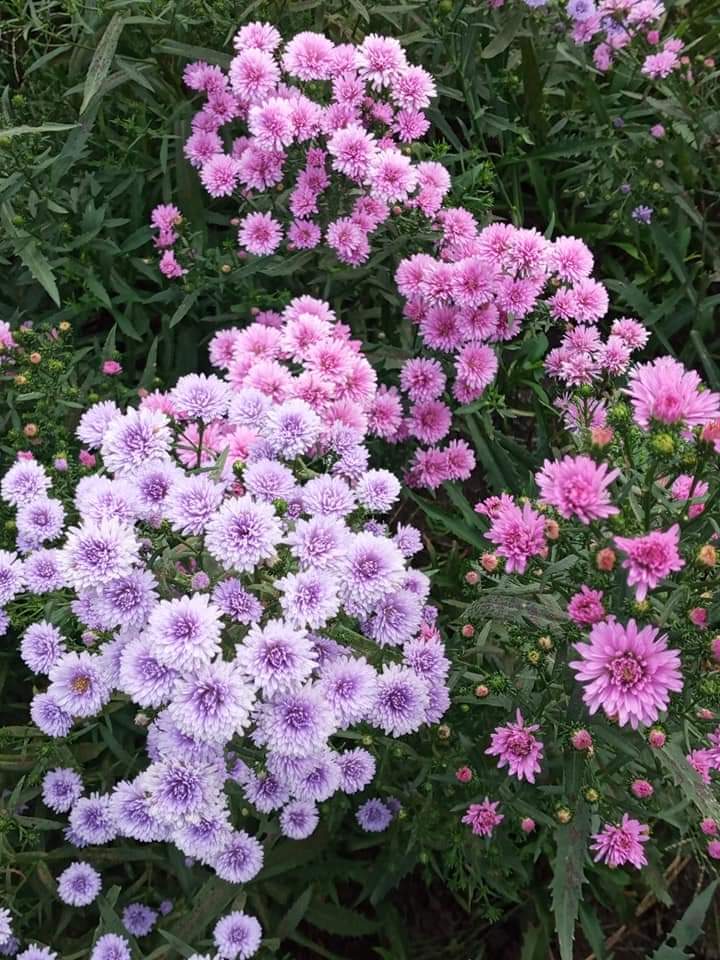 (50ต้น) มาปลูกดอกไม้สีสันสดใสสวยงาม ให้บ้านคุณน่าอยู่กัน จ้า.. ต้น ดอก มากาเร็ต & คัตเตอร์ white cutter flower margaret