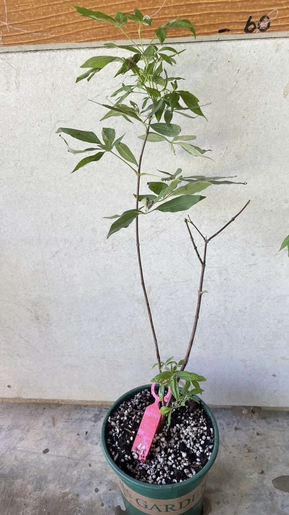 (1ต้น) ต้นไวเท็กซ์ Chaste Berry ไวเท๊กซ์ แอกนัส แคสตัส Vitex Vitex Agnus Castus / ศรัณย์รักษ์ สำเนา