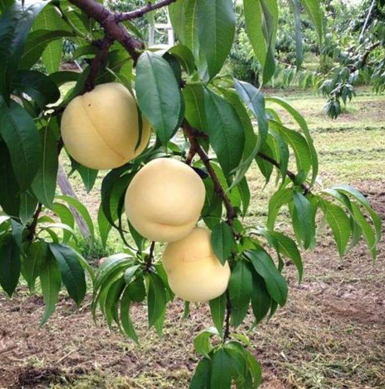 (1ต้น) ต้น ลูกพีชขาว Ice Peaches peach ต้นลูกพีชขาว ต้นพีชขาว ต้นพีช พีช ขาว / พิสุทธิ์