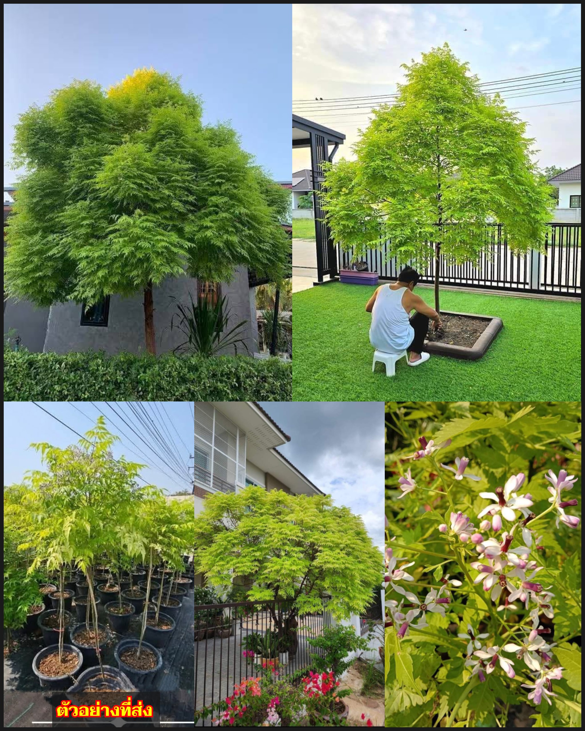 ต้น เกษมณีสีทอง ต้นเกษมณีสีทอง เมเปิ้ลเขียว เมเปิ้ลไทย Melia azedarach เลี่ยนทอง นารี เกรียน เฮี่ยน เลี่ยนดอกม่วง ลำเลี่ยน ลั้วะ โขวหนาย ขู่เลี่ยน ขู่เลี่ยนซู่ Bastard cedar Bead tree Chaina tree Chinaball tree Persian lilac White cedar Melia azedarach L