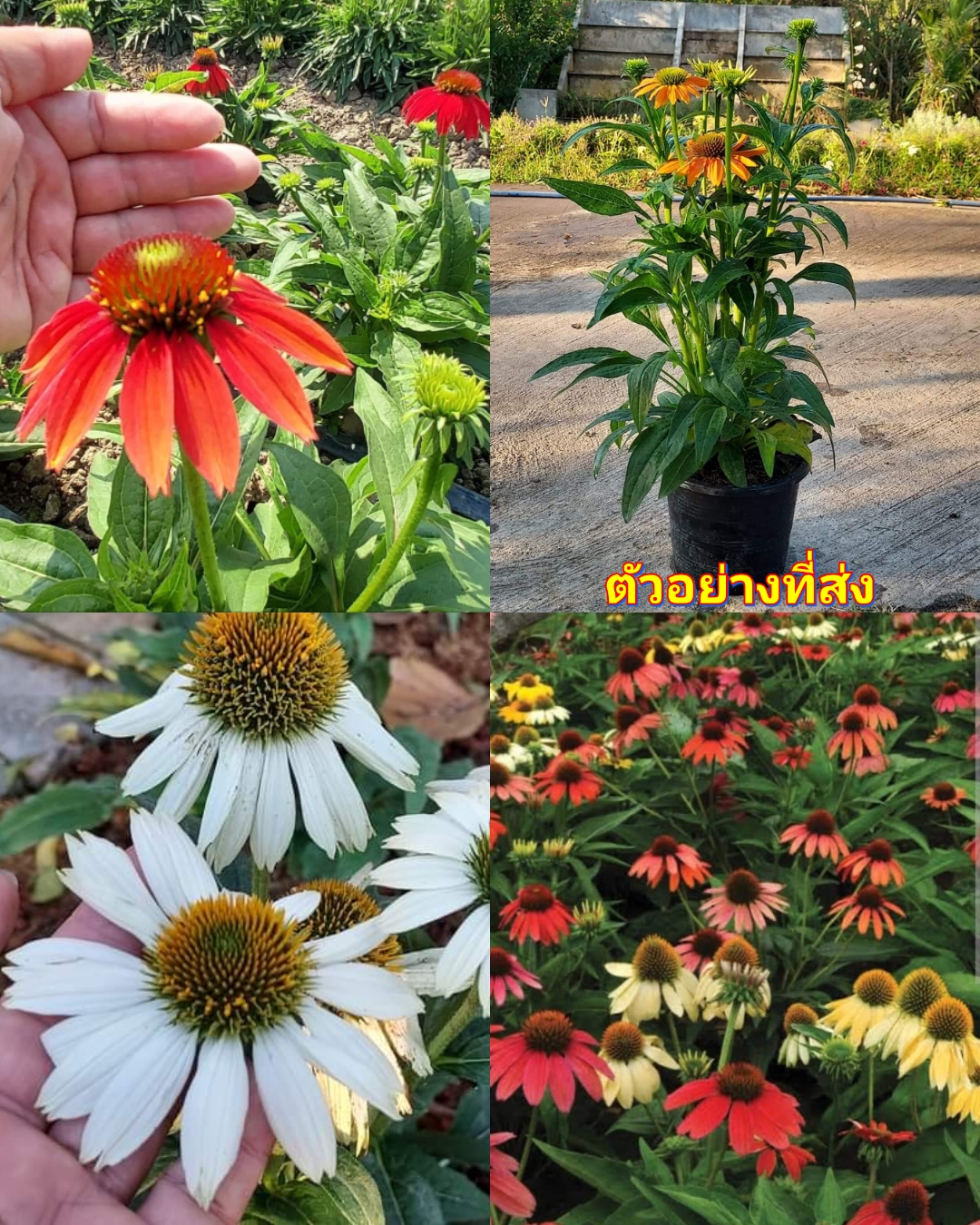 (1ต้น) ต้น เอ็คไคนาเซีย Echinacea ต้นเอ็คไคนาเซีย / Paradise