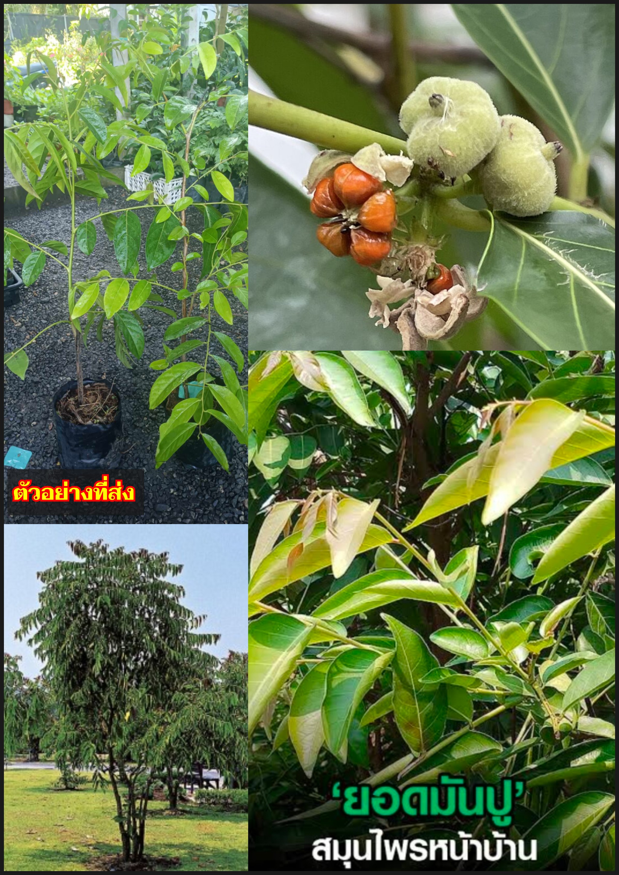 2ต้น สูง 50-60cm กิ่งตอน ต้น กล้า ต้นมันปู มันปู ยอดเทะ ยอดกะทิ Mun Pu Glochidion wallichianum MuellArg สำเนา