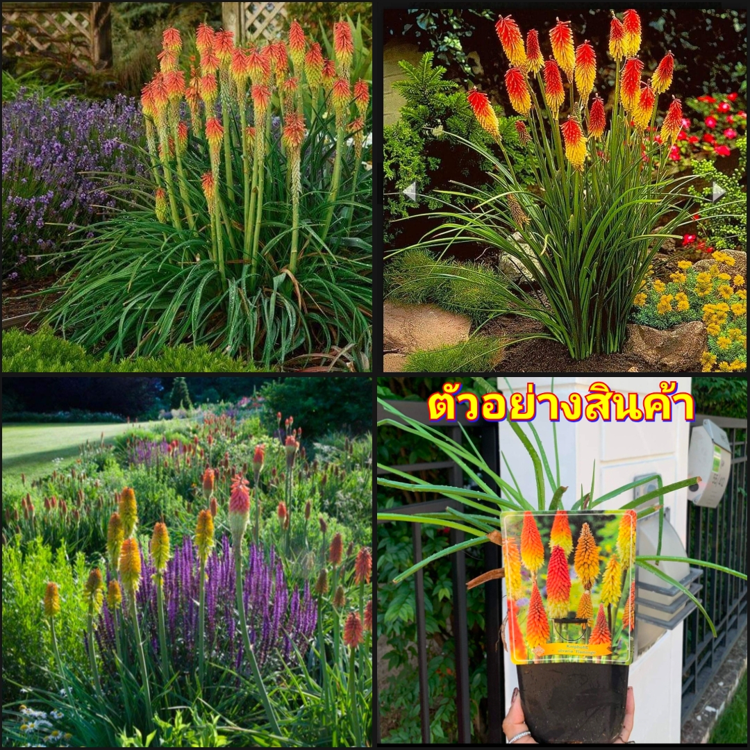 (ขาย ต้นพันธุ์) ต้น ดอก Red Hot Pokers หรือ Kniphofia ดอกไม้สุดแรร์ จาก แอฟริกาใต้ Planty Treasure สำเนา