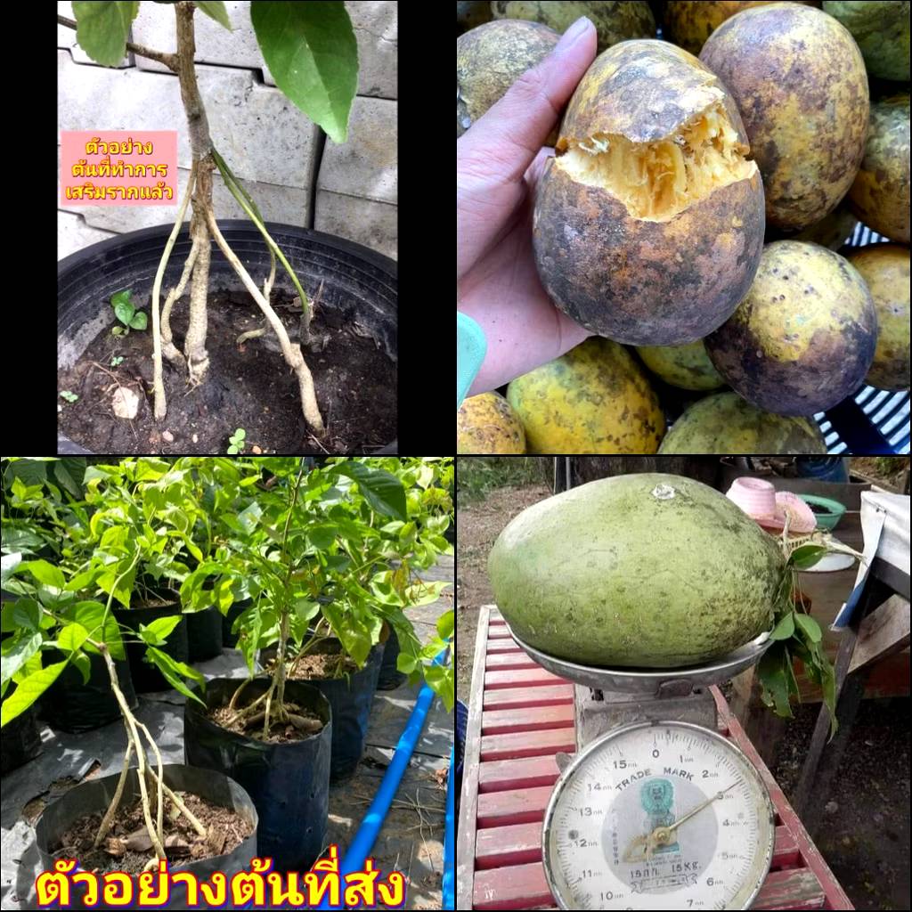 (1ต้น) ต้น มะตูมยักษ์ เสียบยอด เสริมราก ต้นมะตูม พันธุ์ นิ่ม ไข่ หม้อ มะตูมนิ่มหม้อ มะตูมนิ่มยักษ์ มะตูมนิ่มไข่ / eewarsgnop