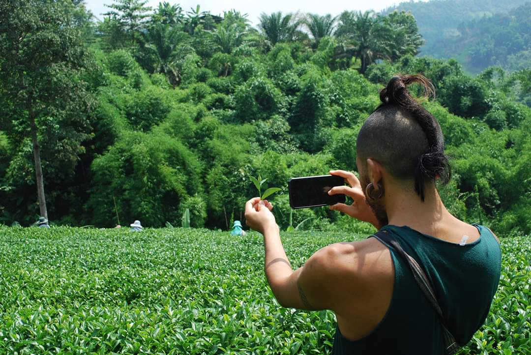 (มี7สูตร) ชาอู่หลง ชาอูหลง ชาชั้นเลิศจาก ดอยแม่สลอง emerald thai tea ชาไทยมรกต ใบชาโชคชัยจำเริญ