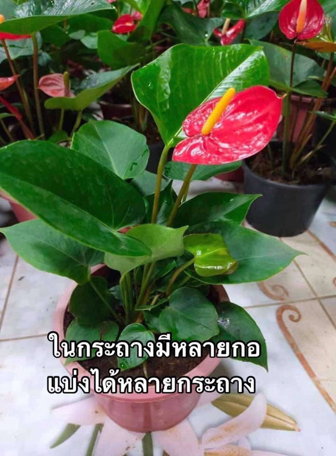 (สั่งขั้นต่ำ2กระถาง) ต้น ดอก ดอกหน้าวัว ต้นหน้าวัว ต้นดอกหน้าวัว หน้าวัว สี แดง ขาว ส้ม ชมพู Flamingo flower Tail flower ธนโชติ