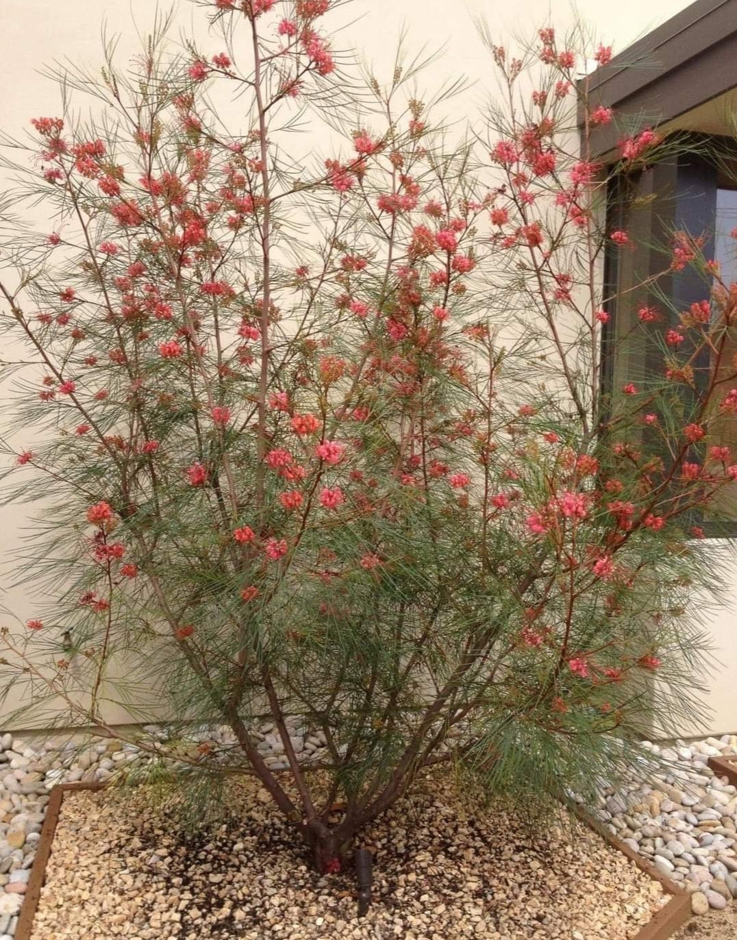 รบกวน สั่งซื้อ ผ่านไลน์ เท่านั้น (1ต้น) สูง 250cm ต้น สนเกรวิลเลีย Grevillea Bush Lemons yellow กรีวิเลีย บุช เลมอน ดอก สีเหลือง Sakphong