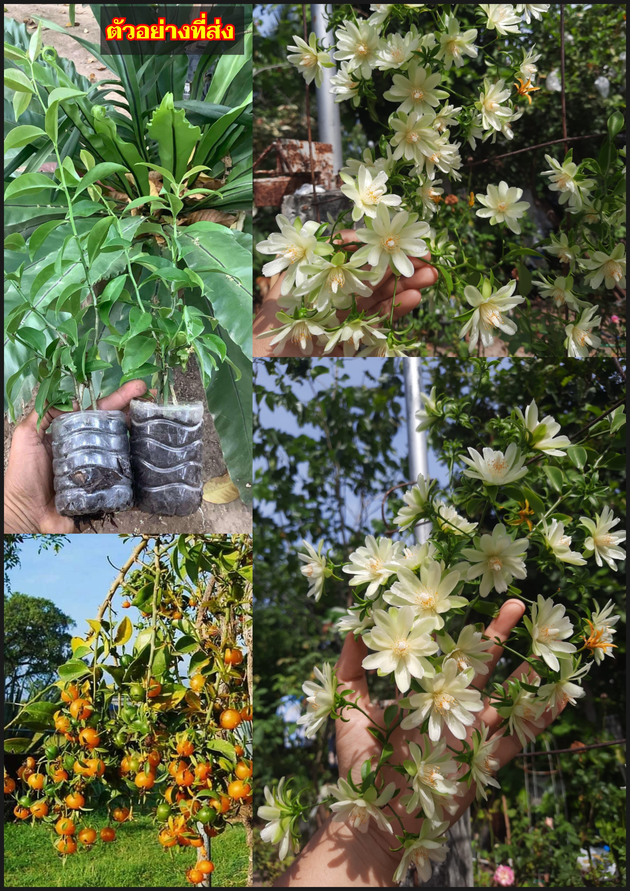 ต้นมะยมบาร์เบโดส Barbados Gooseberry มะนาวเถา แคคตัส เปเรสเกีย อาคูเลต้า Pereskia aculeata / tijmorhp