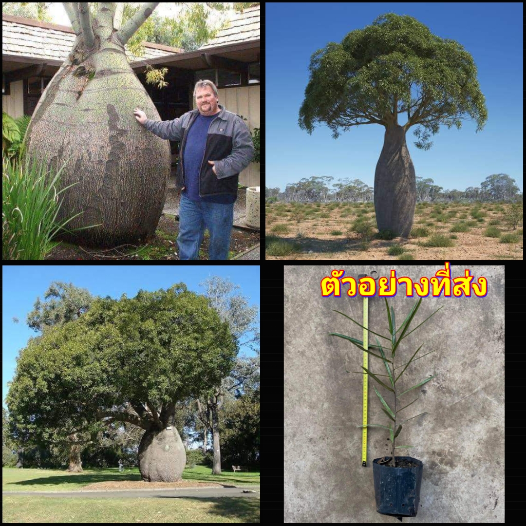 (1ต้น) ต้น Brachychiton rupestris บอทเทิลทรี Queensland bottle tree ต้นไม้ขวด / ayanaras