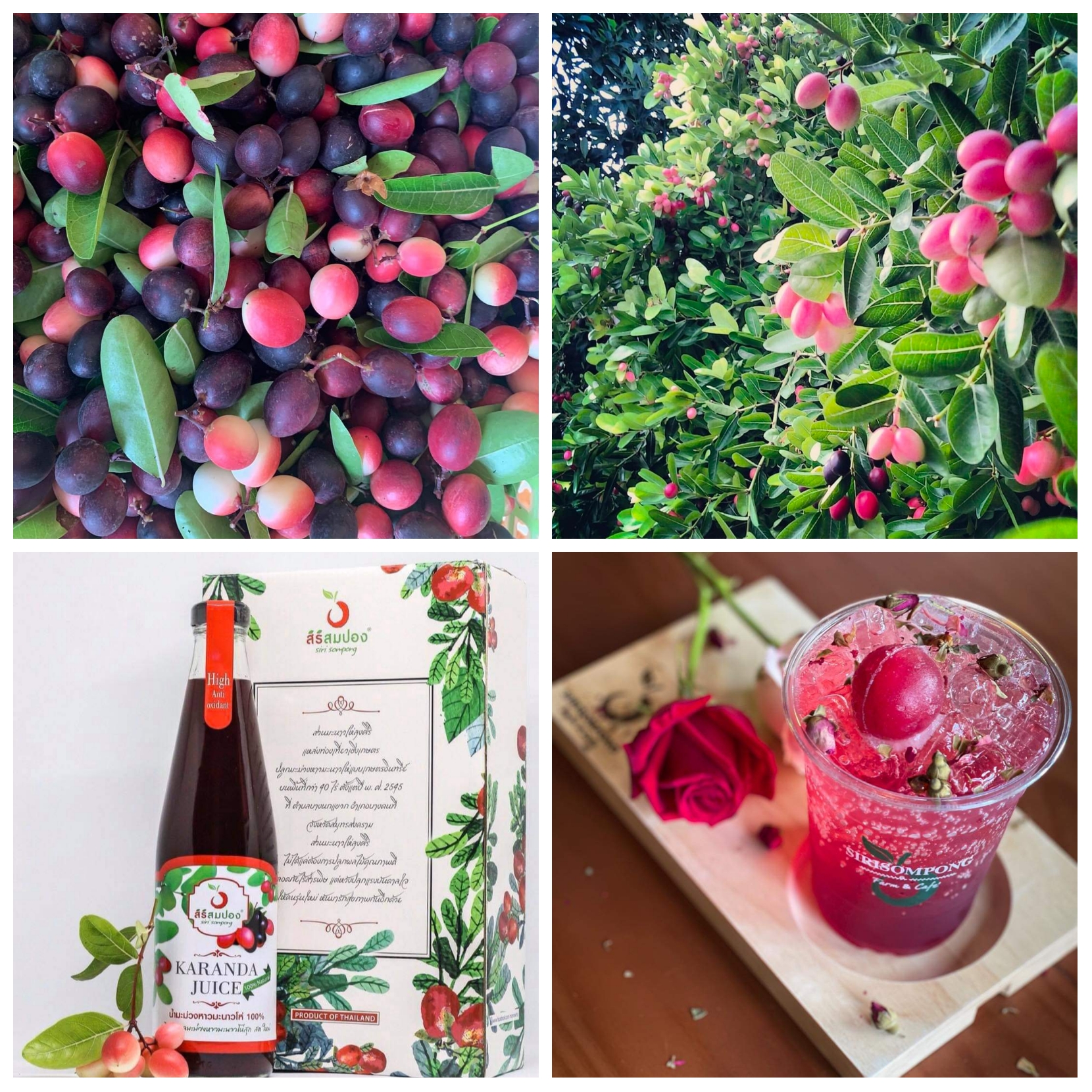 น้ำมะม่วงหาวมะนาวโห่ 100% สิริสมปอง Karanda juice สวนมะนาวโห่ลุงศิริ & สูตร ไซเดอร์ cider