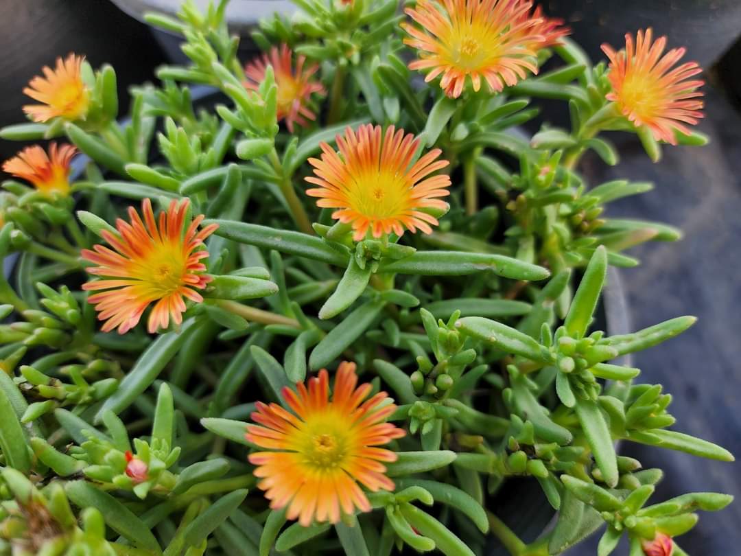 (1กระถาง) ต้น ดอก อัญมณีแห่งทะเลทราย delosperma อัญมณี แห่งทะเลทราย อัญมณี แห่ง ทะเลทราย ทับทิมทะเลทราย ทษณน
