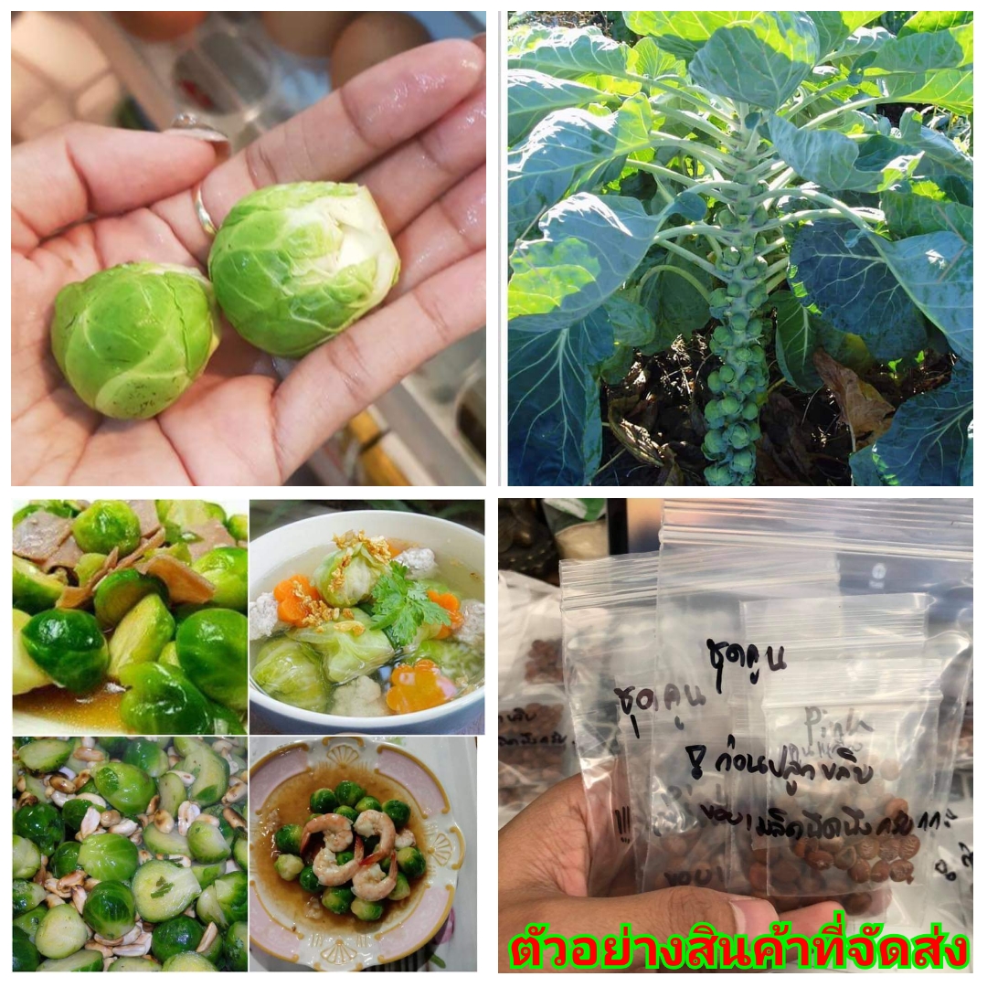(ขาย เมล็ด ) ต้น เมล็ด กะหล่ำปลีดาว Star cabbage กะหล่ำปลี ดาว กระหล่ำปลี ดาว สวนเมล็ดพันธุ์หอมแบ่ง