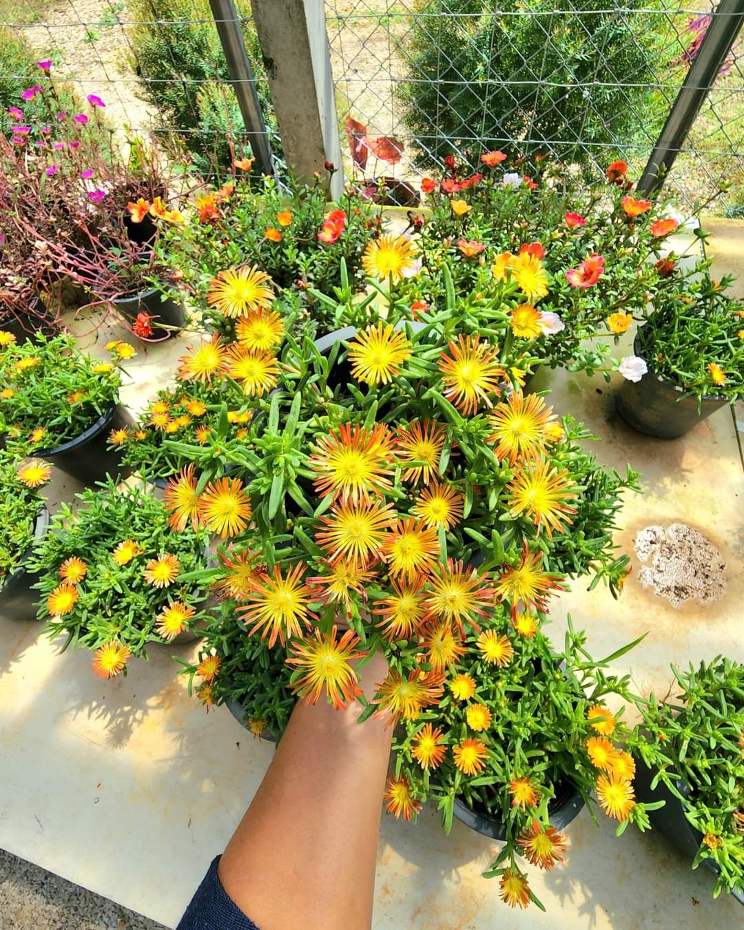 (1กระถาง) ต้น ดอก อัญมณีแห่งทะเลทราย delosperma อัญมณี แห่งทะเลทราย อัญมณี แห่ง ทะเลทราย ทับทิมทะเลทราย ทษณน