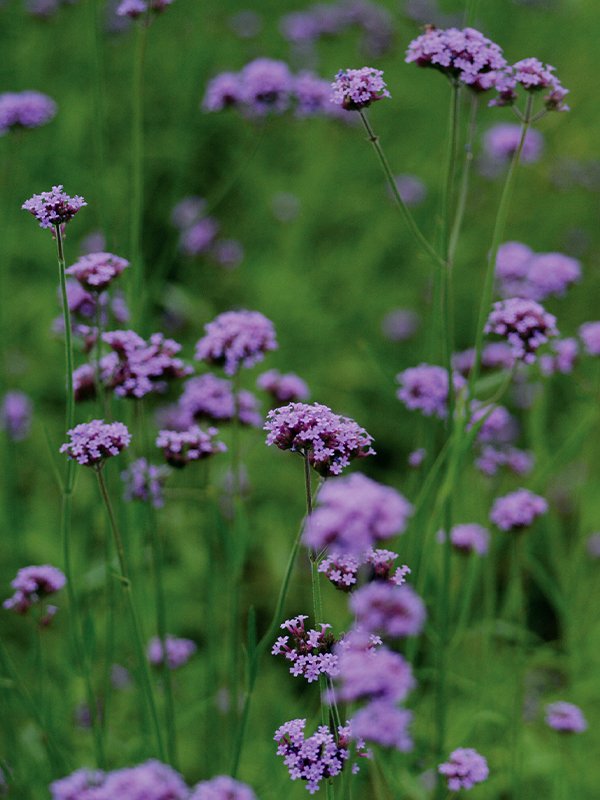 (10ต้น) เวอบีน่า ไฟเนสส์ Verbena Finesse ดอกลมหนาว เวอร์บีน่า ไฟเนส