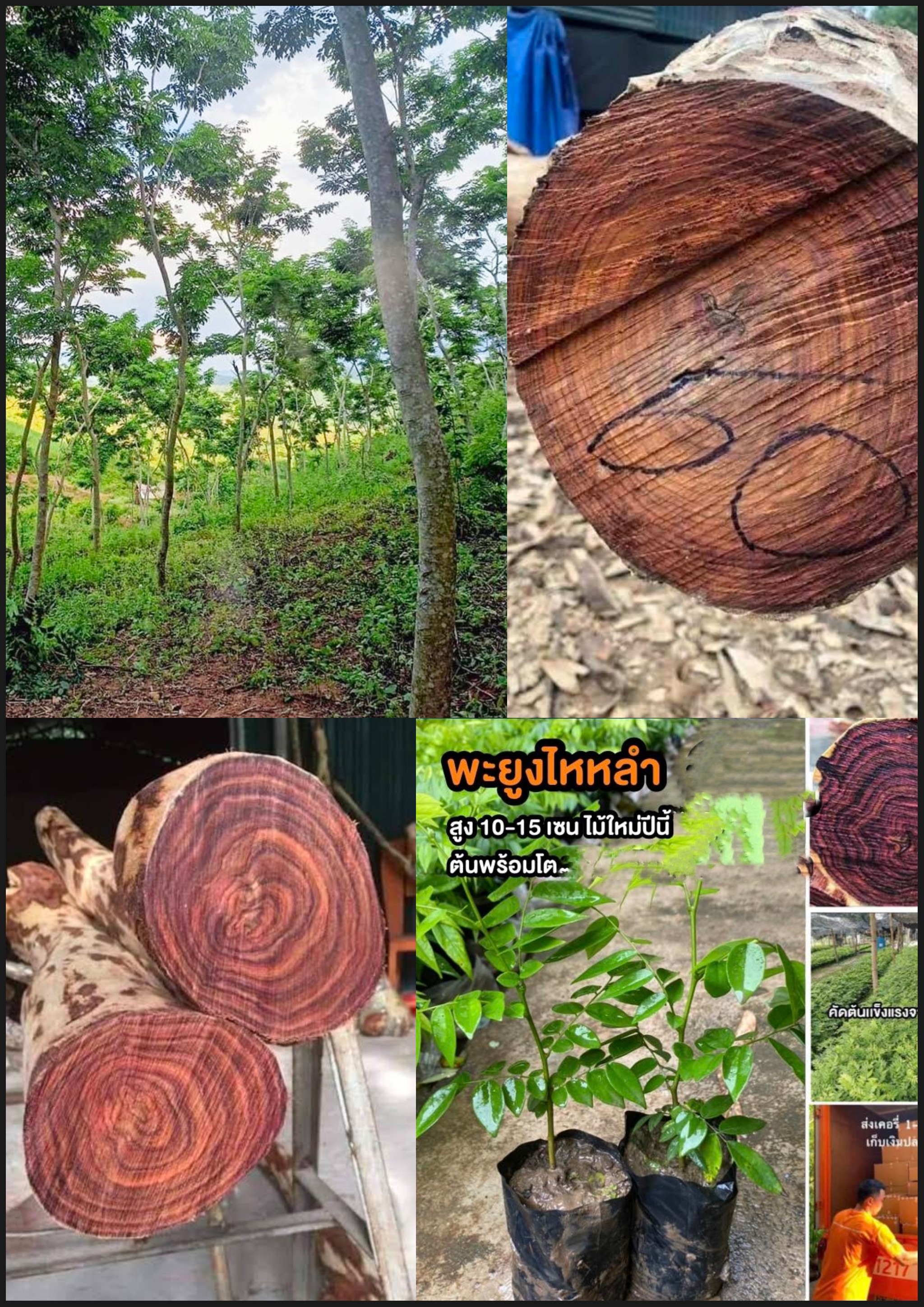 ต้นพะยูงไหหลำ พะยูงไหหลำ พะยูงจีน Dalbergia odorifera / eertnom