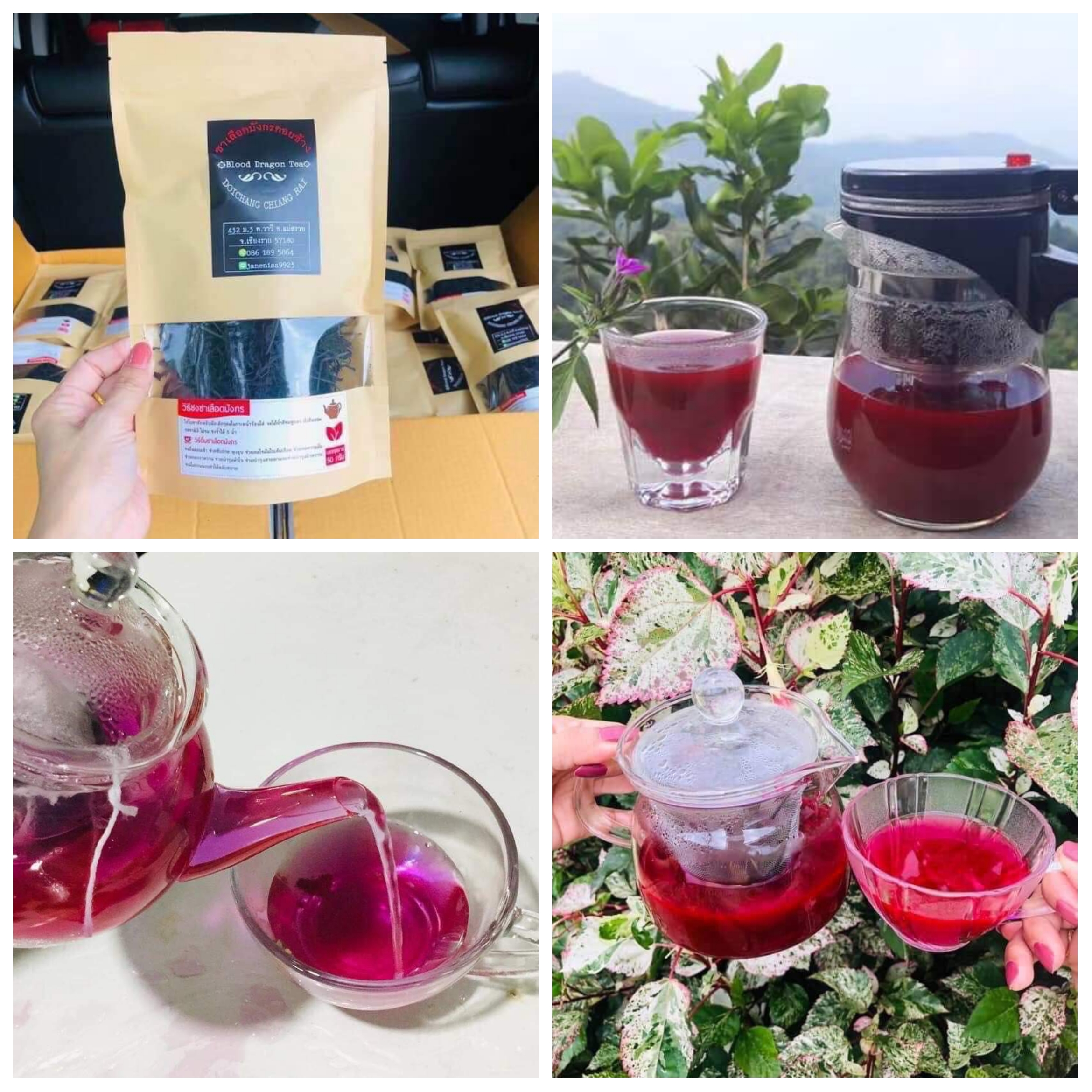ชาเลือดมังกร ดอยช้าง blood dragon tea ชาเลือดมังกรดอยช้าง ออแกนิค organic DOICHANG CHIANG RAI