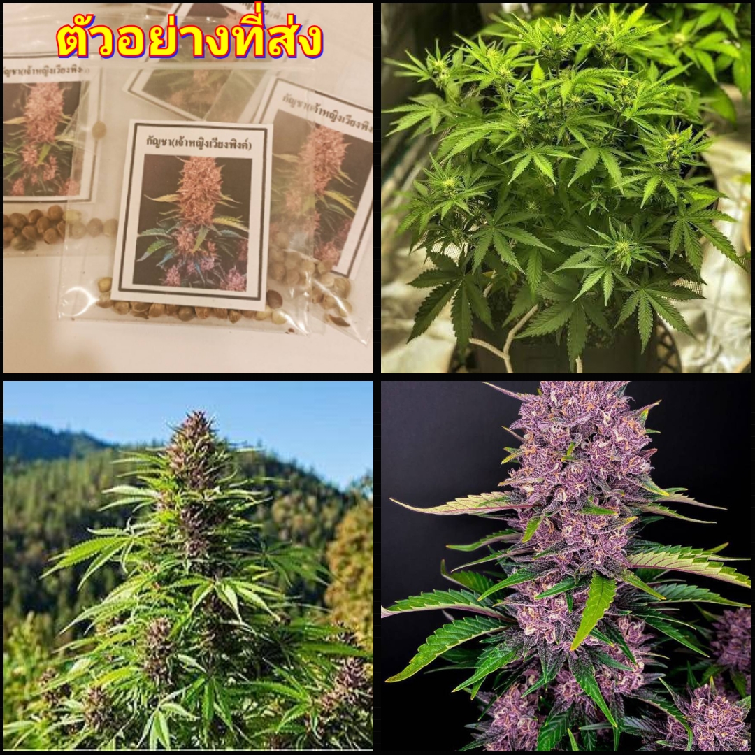 (1ซอง) เมล็ด กัญชา เมล็ดกัญชา Auto pink flower shaman เจ้าหญิงเวียงพิงค์ happy