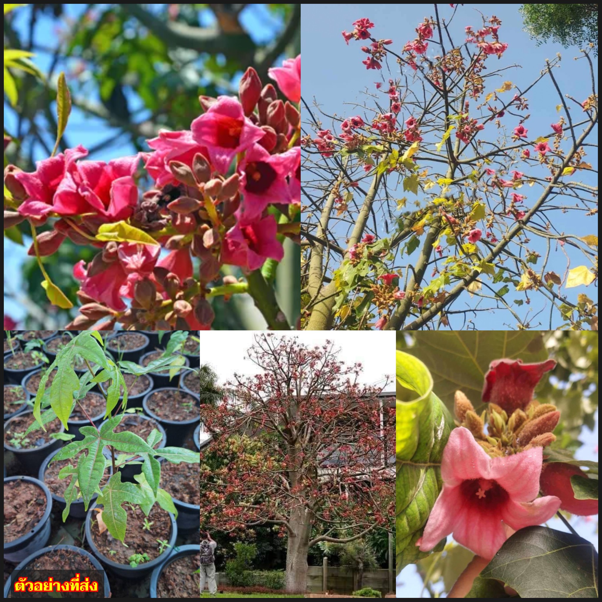 ต้นเพลิงชมพู ต้น เพลิงชมพู ต้นขวดชมพู Brachychiton discolor Queensland Lacebark / apahcin