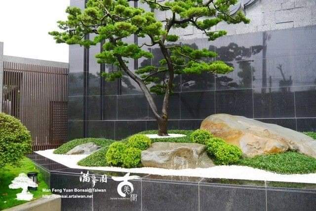 (1ต้น) ต้น ต้นสน Pinus kesiya สนสามใบ หรือ เกี๊ยะแดง สน ต้นสนสามใบ ทษณน สำเนา