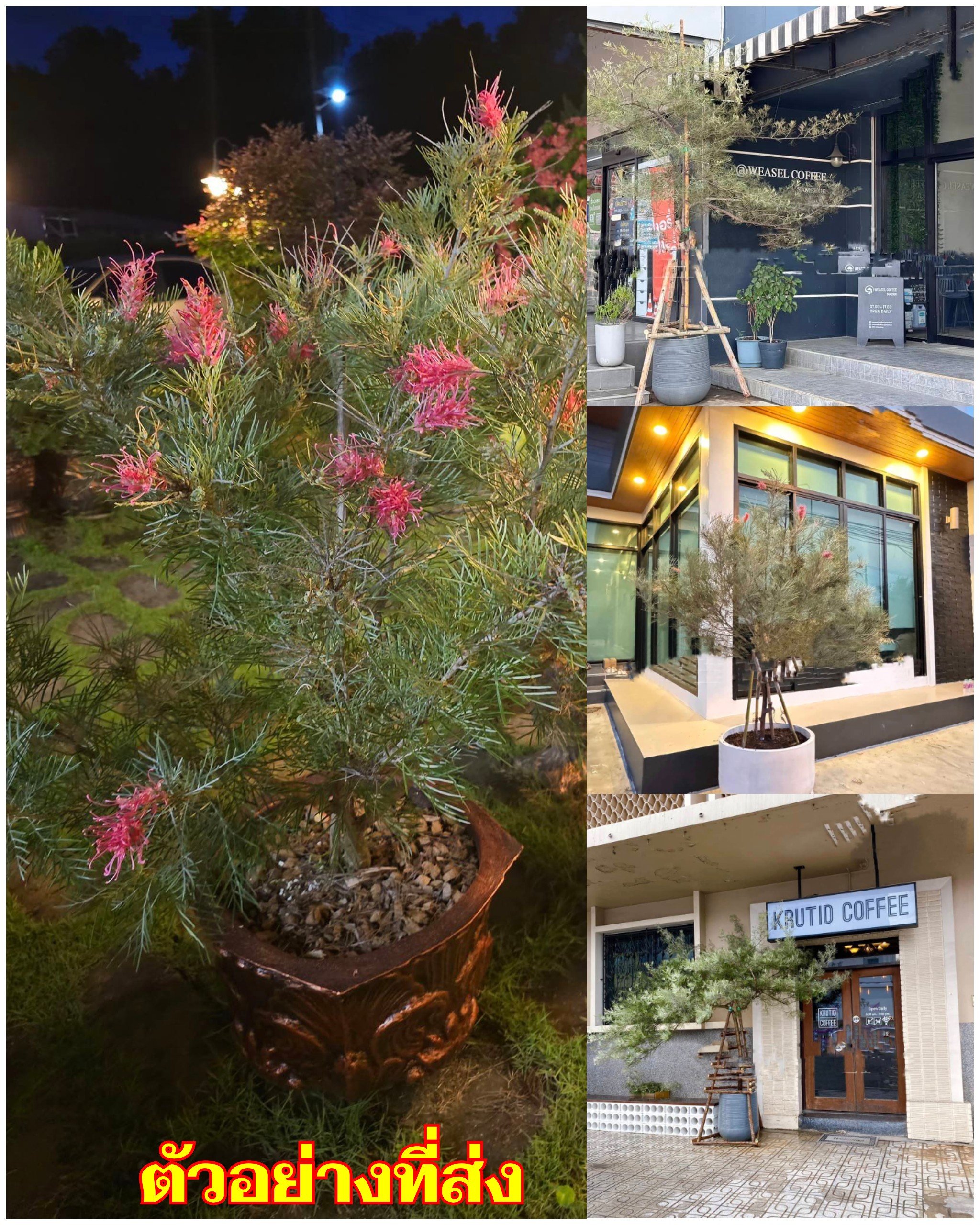 (1ต้น) สูง 80-100cm ตอนกิ่ง ตัน สนเกรวิลเลีย Grevillea Pink / fadel