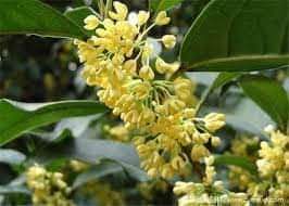 (1ต้น) สูง80-100cm ต้น ต้นหอมหมื่นลี้ หอมหมื่นลี้ จีน ดอกสีเหลืองทอง 金桂丹桂