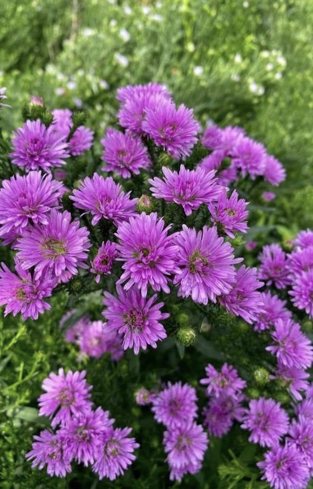 (50ต้น) มาปลูกดอกไม้สีสันสดใสสวยงาม ให้บ้านคุณน่าอยู่กัน จ้า.. ต้น ดอก มากาเร็ต & คัตเตอร์ white cutter flower margaret