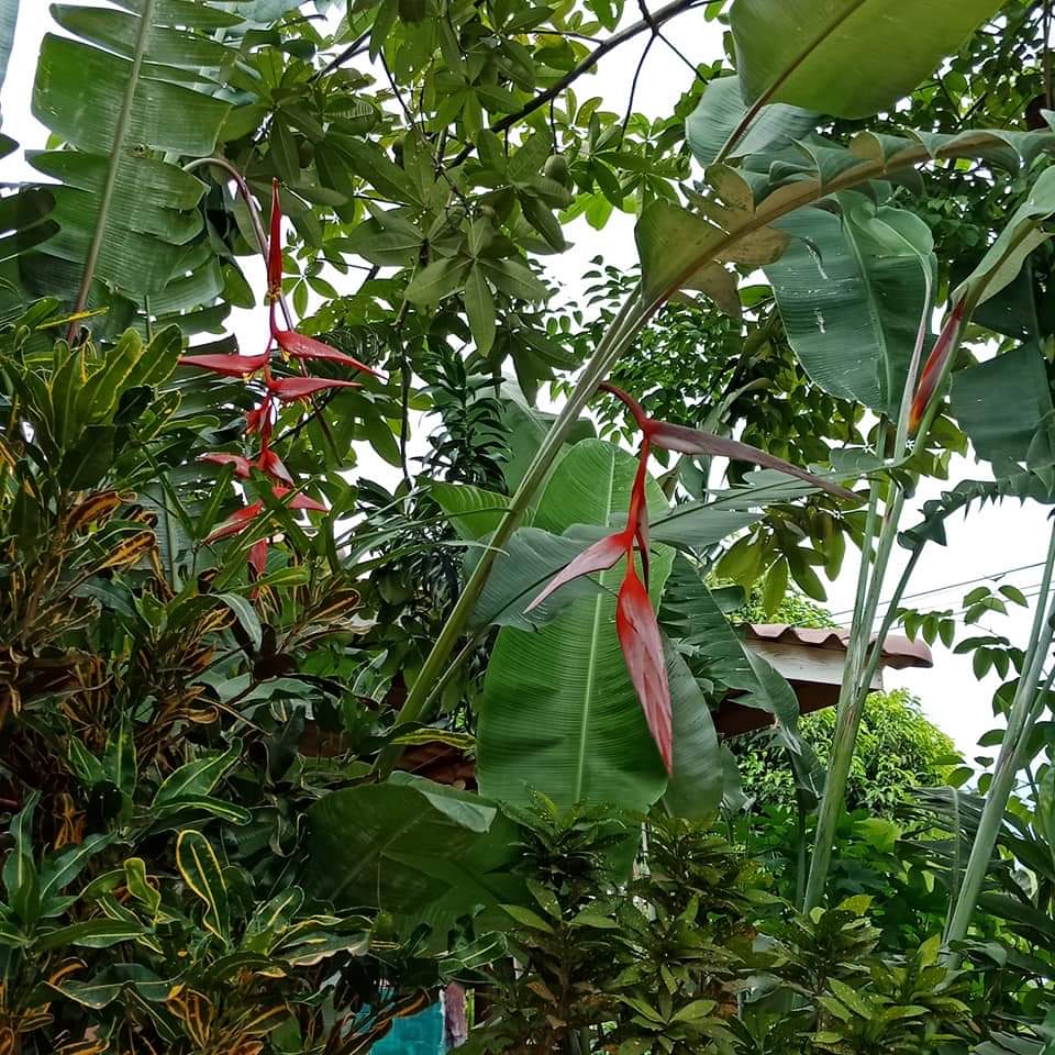 (1หน่อ)(ขาย หน่อพันธุ์) ดอก ต้น หน่อ เหง้า คอลลินเซียนา (H. collinsiana ) เฮลิโคเนีย heliconia Nokair