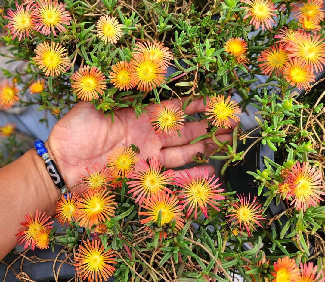 (1กระถาง) ต้น ดอก อัญมณีแห่งทะเลทราย delosperma อัญมณี แห่งทะเลทราย อัญมณี แห่ง ทะเลทราย ทับทิมทะเลทราย ทษณน
