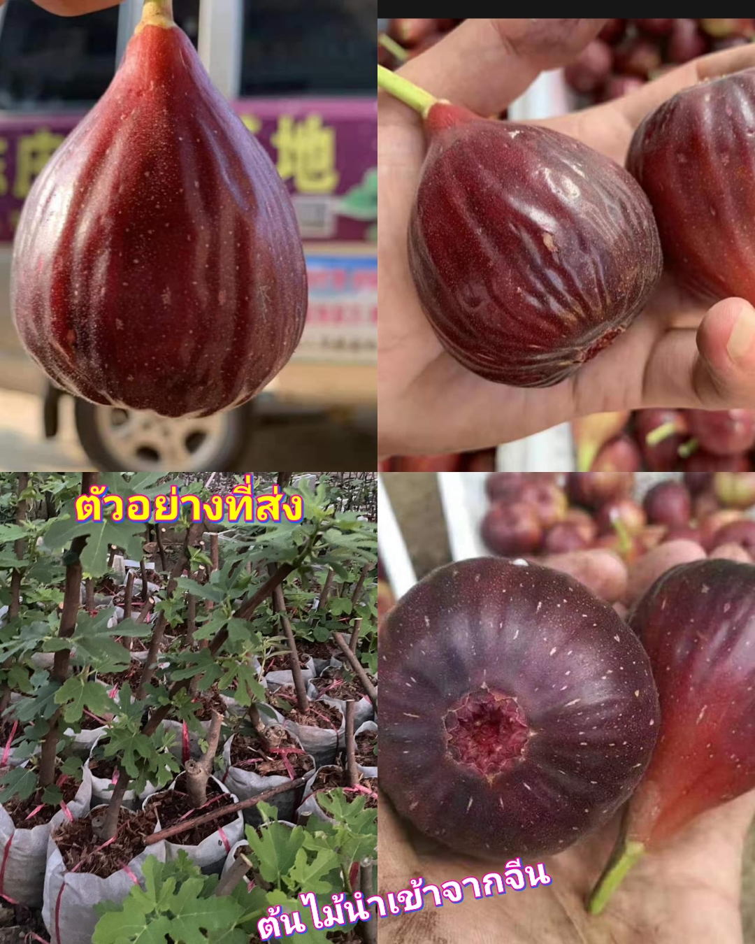 (1ต้น) ต้น มะเดื่อฝรั่ง เสียบยอด สีม่วง Fig tree ต้นมะเดื่อฝรั่ง / ศรัญลักษณ์