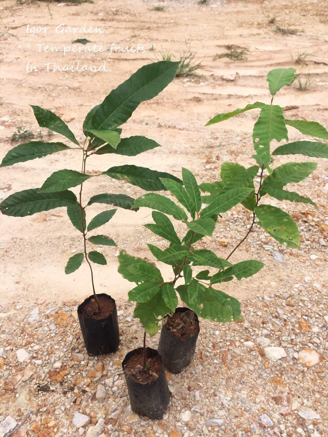 (1ต้น) ต้น เกาลัดจีน ต้นเกาลัดจีน พันธุ์ คุนหมิง Kunming Chestnut เกาลัด ต้นเกาลัด / พิสุทธิ์