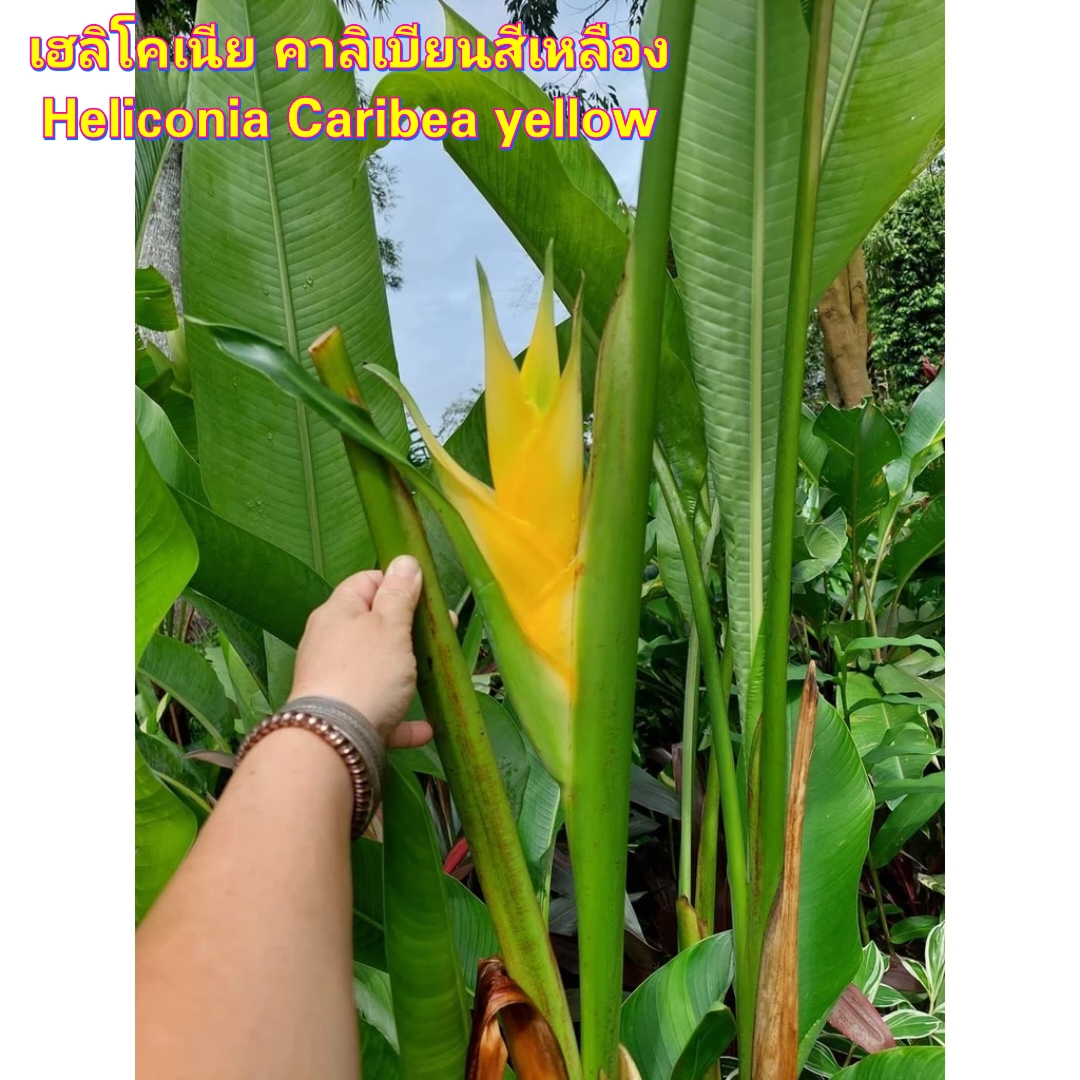 มี 13 สายพันธุ์ ให้เลือก ต้น หน่อ เหง้า เฮลิโคเนีย Heliconia เอ็กเซลซ่า excelsa คานารี่ สีเหลือง canari yellow คาลิเบียน Caribea โมเกน่า โปเกน่า bourgeana แอนโดรมีดา Andromeda ธรรมรักษา ก้ามกุ้ง เทมเพลส temptress เปโดร ออทิซ Pedro Ortiz คอลลินเซียน่า coll