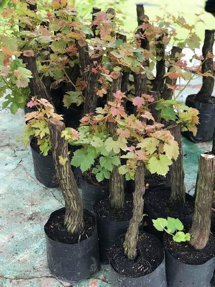 (1ต้น) ต้น องุ่น ต้นองุ่น แบบ กิ่งตอน และ แบบตอ Grapevine grape ไวท์มะละกา แบล็คโอปอร์ ไซมัสคัส ไวท์เฟรมซีดเรท รูดพอเรด บิวตี้ เฟลม คามีนัล คริมสัน ซีดเรท แรมโป้ rembo นิ้วแม่มด สการ์ล๊อตตาร์ ไวกิ้ง / Bunnapawong
