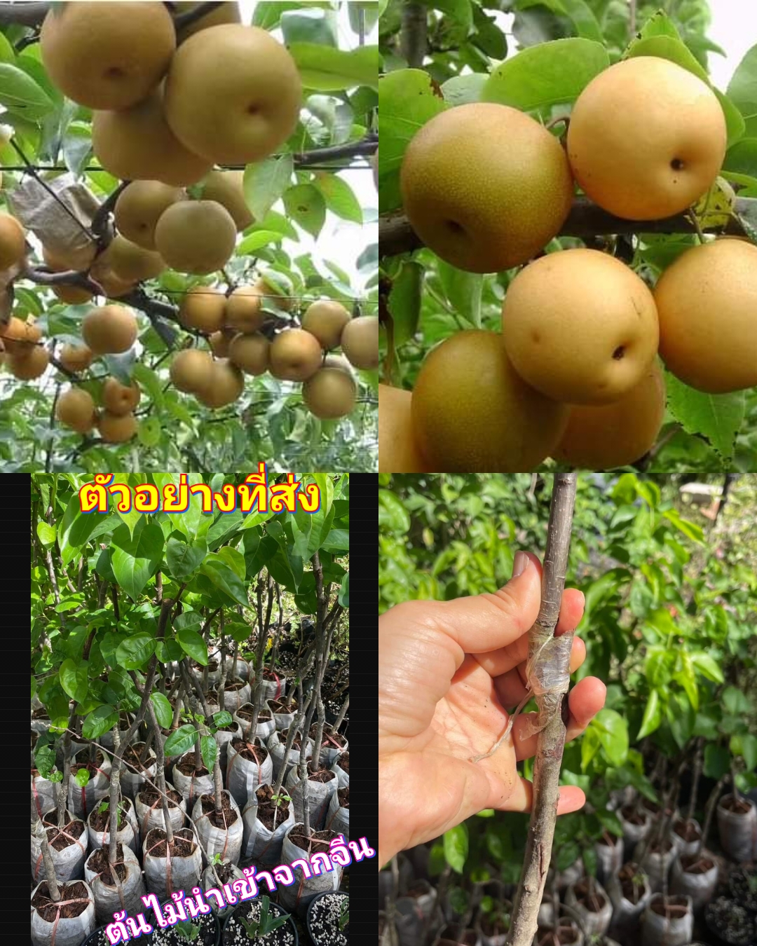 (1ต้น) ต้นลูกแพร์ ลูกแพร์ พันธุ์ ออสแมนทัส pear osmanthus แพรออสแมนทัส แพรหอม / ศรัญลักษณ์