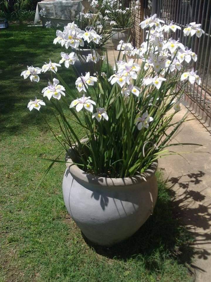 (1ต้น) ไอริสดอกขาว White Iris ไอริส ไอลิส ไอริช สี ขาว ต้นไอริส ต้นไอลิส ต้นไอริช ประภัสสร