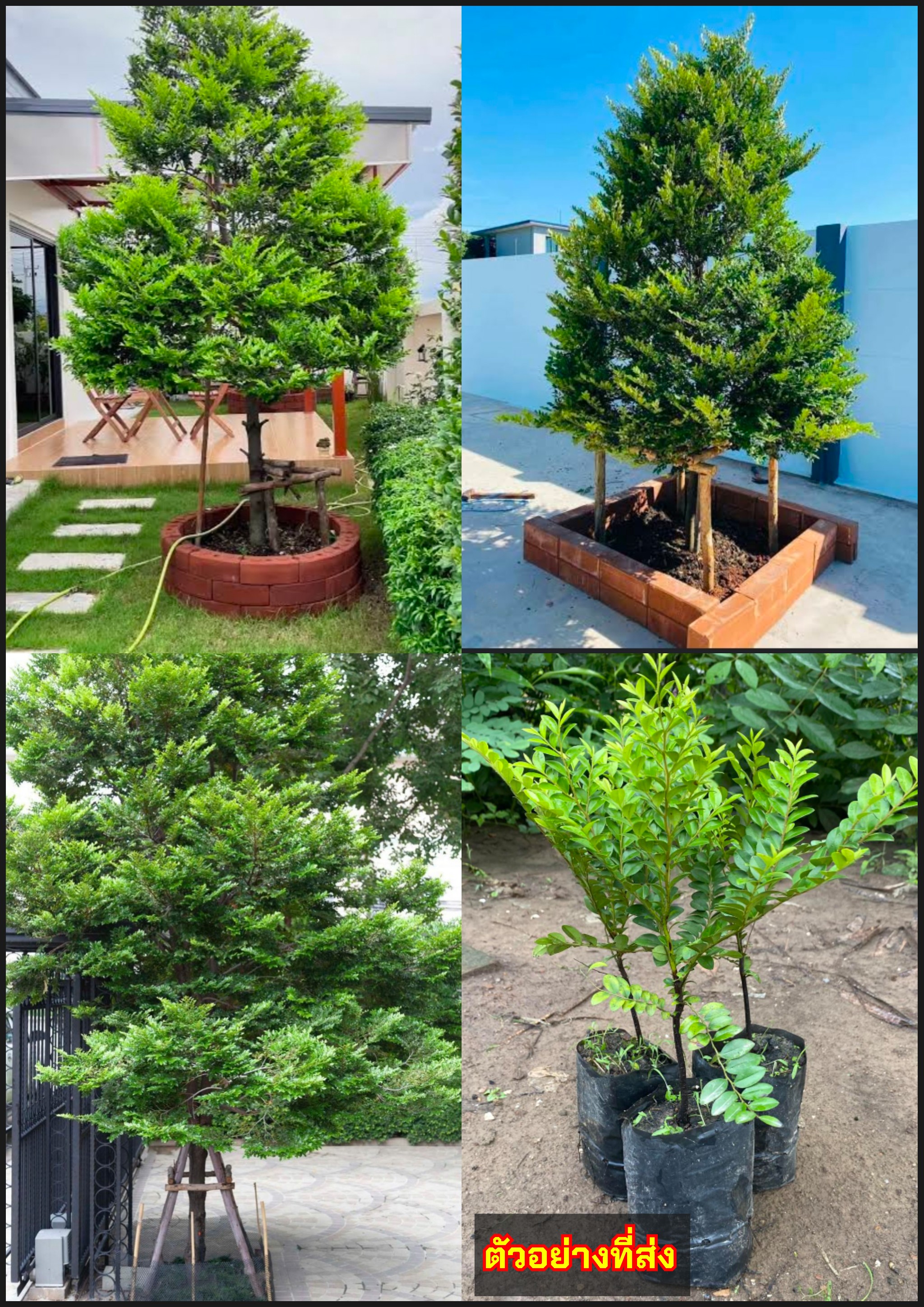 ต้นล่ำซำ ต้นหูหนู หรือ ต้นสั่งทำ Black Ebony tree Diospyros buxifolia (Blume) Hiern / eertnom