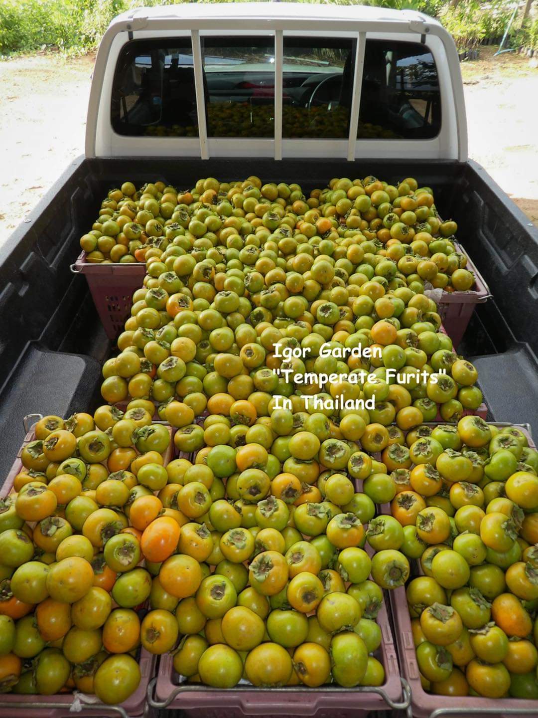 (1ต้น) ต้น พลับหวาน พันธุ์ ฟูยู่ ฟูยู ฟู่ยู่ Fuyu Persimmons plub ต้นพลับ ลูกพลับ พลับ หวาน พันธุ์แท้ 100% เสียบยอด / พิสุทธิ์