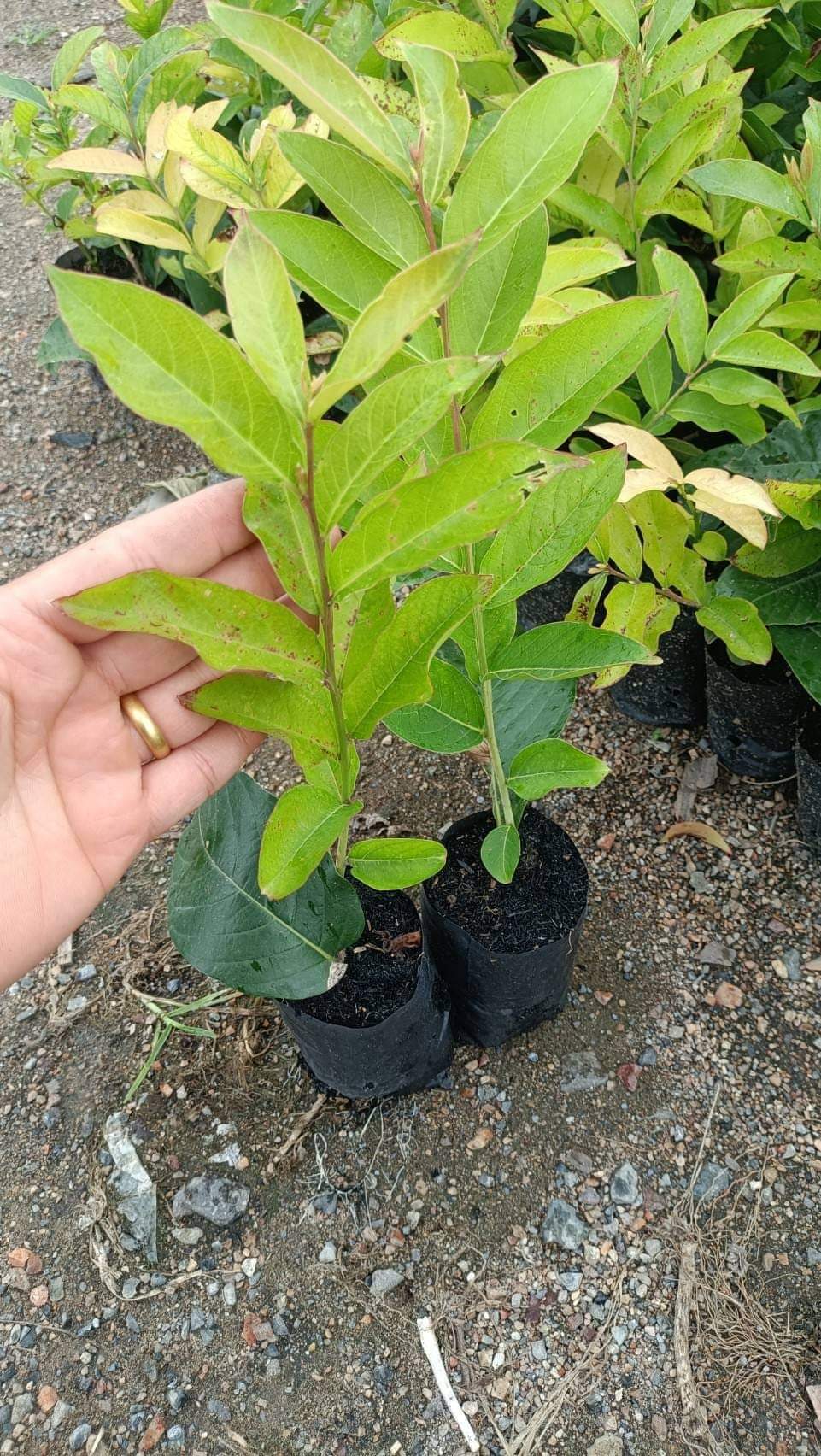 (2ต้น) ต้น ดอก ต้นชมพูส่าหรี ต้นชมพูสาหรี ต้นม่วงสาหรี ต้นม่วงส่าหรี ชมพูส่าหรี ชมพูสาหรี ม่วงสาหรี ม่วงส่าหรี happy