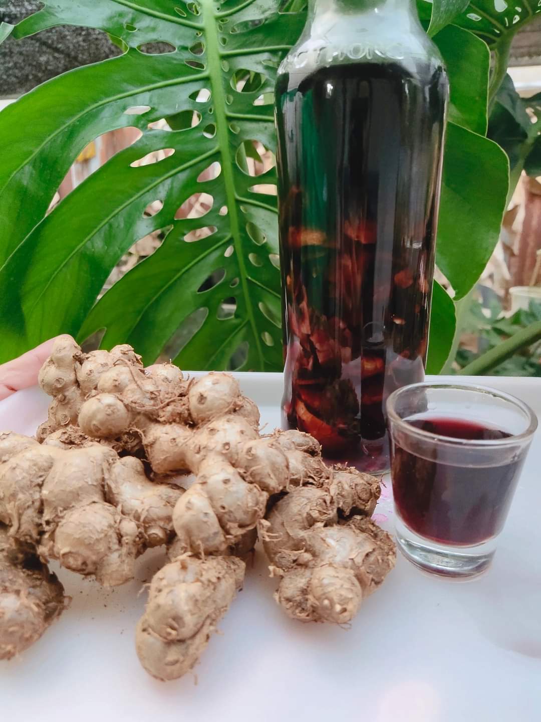 (1กก) เหง้า หัว กระชายดำ เหง้าสด เหง้ากระชายดำ กระชาย ดำ หัวกระชายดำ สวนบนดอย