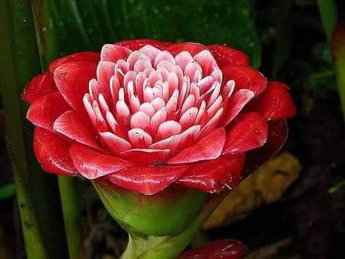 ดอก ต้น หน่อ เหง้า ดาหลา ดาหลากุหลาบ สยาม ต้นดาหลา ดอกดาหลา กาหลากุหลาบ สีแดง Siam rose Rose of Siam torch ginger / Sao 2