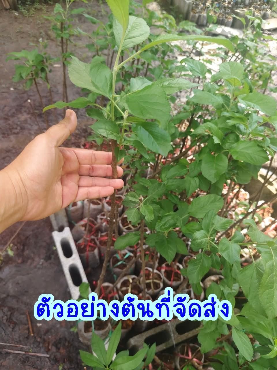 ต้น เสียบยอด สูง 50-60cm แอปเปิ้ล ต้นแอปเปิ้ล เนื้อแดง เซียงเฟย 红色香妃 Apple tree / klisnus